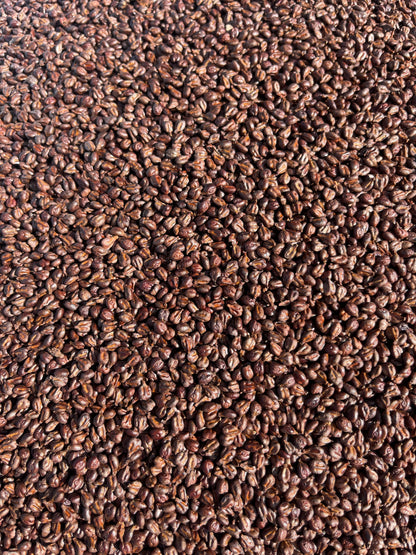 Close-up of dark brown grapeseed
