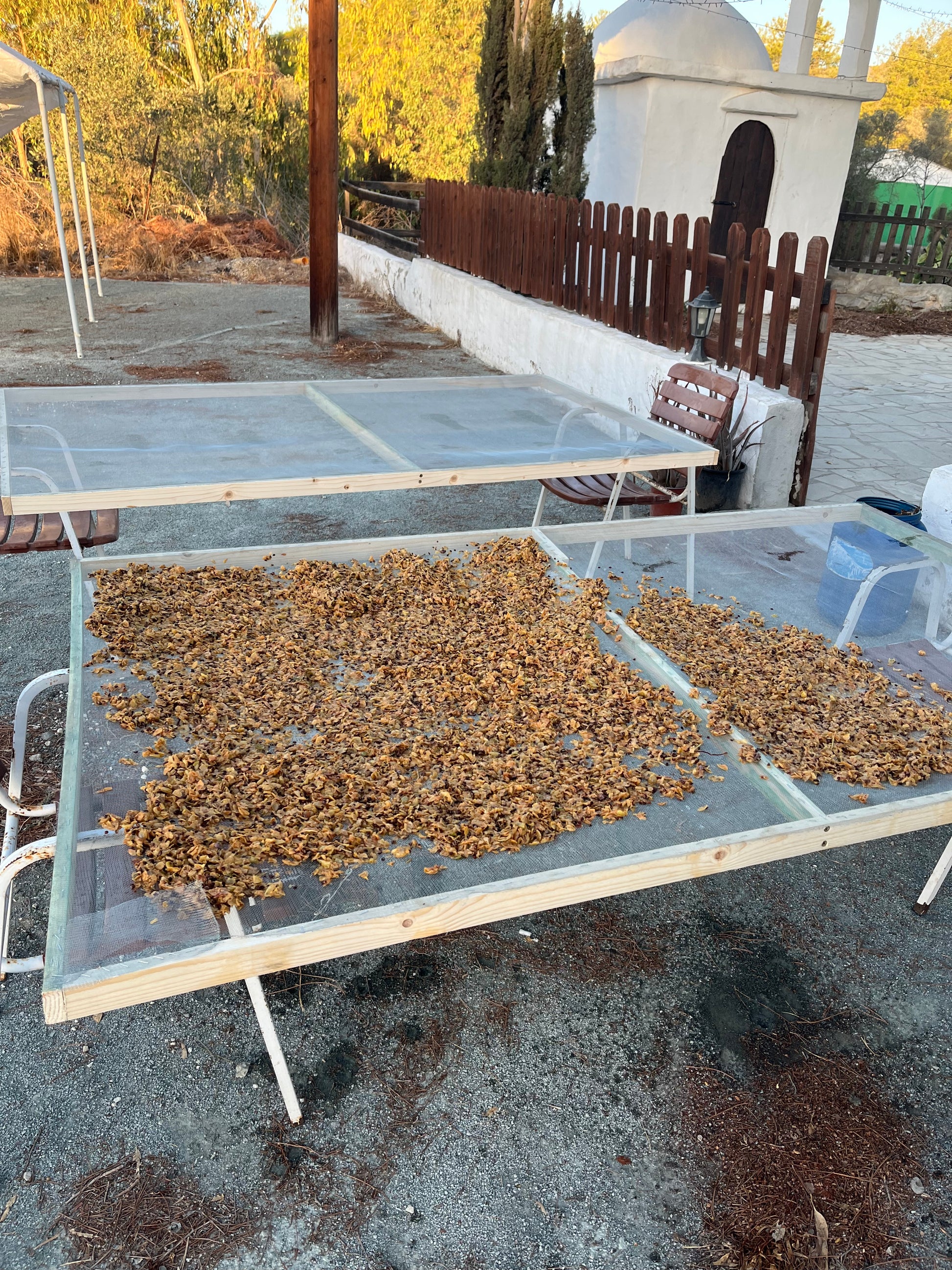 Drying grapeseed on nets and screens