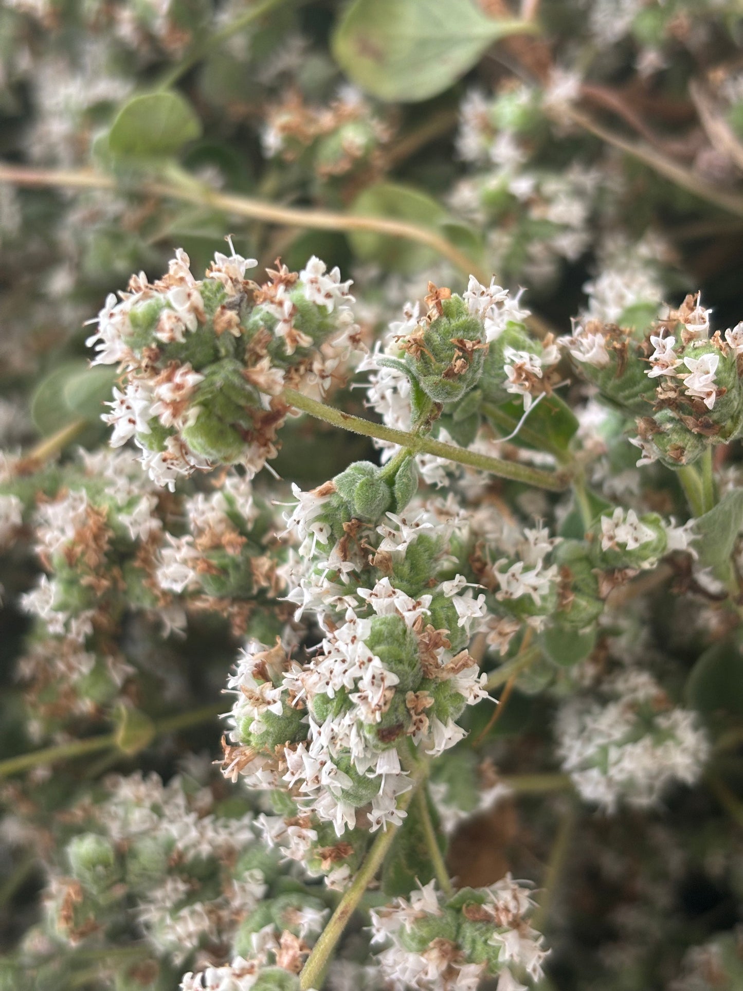 Marjoram Essential Oil