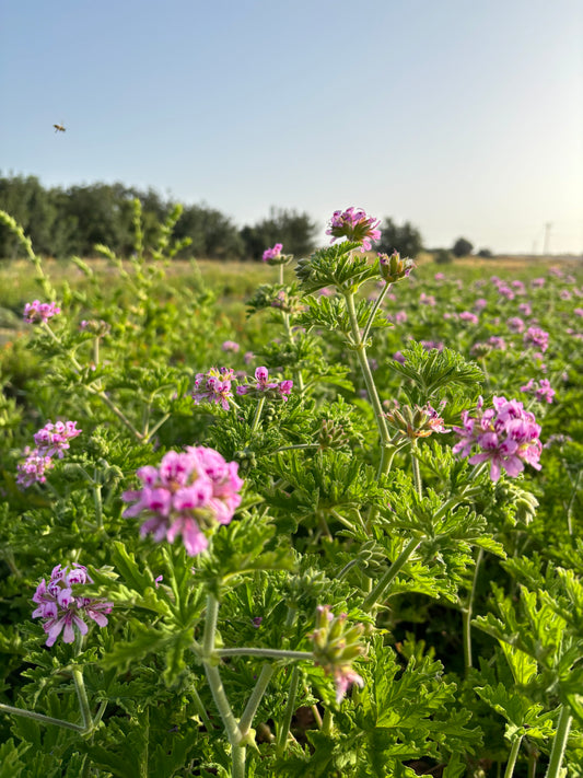 Rose geranium field in Larnaca district Cyprus