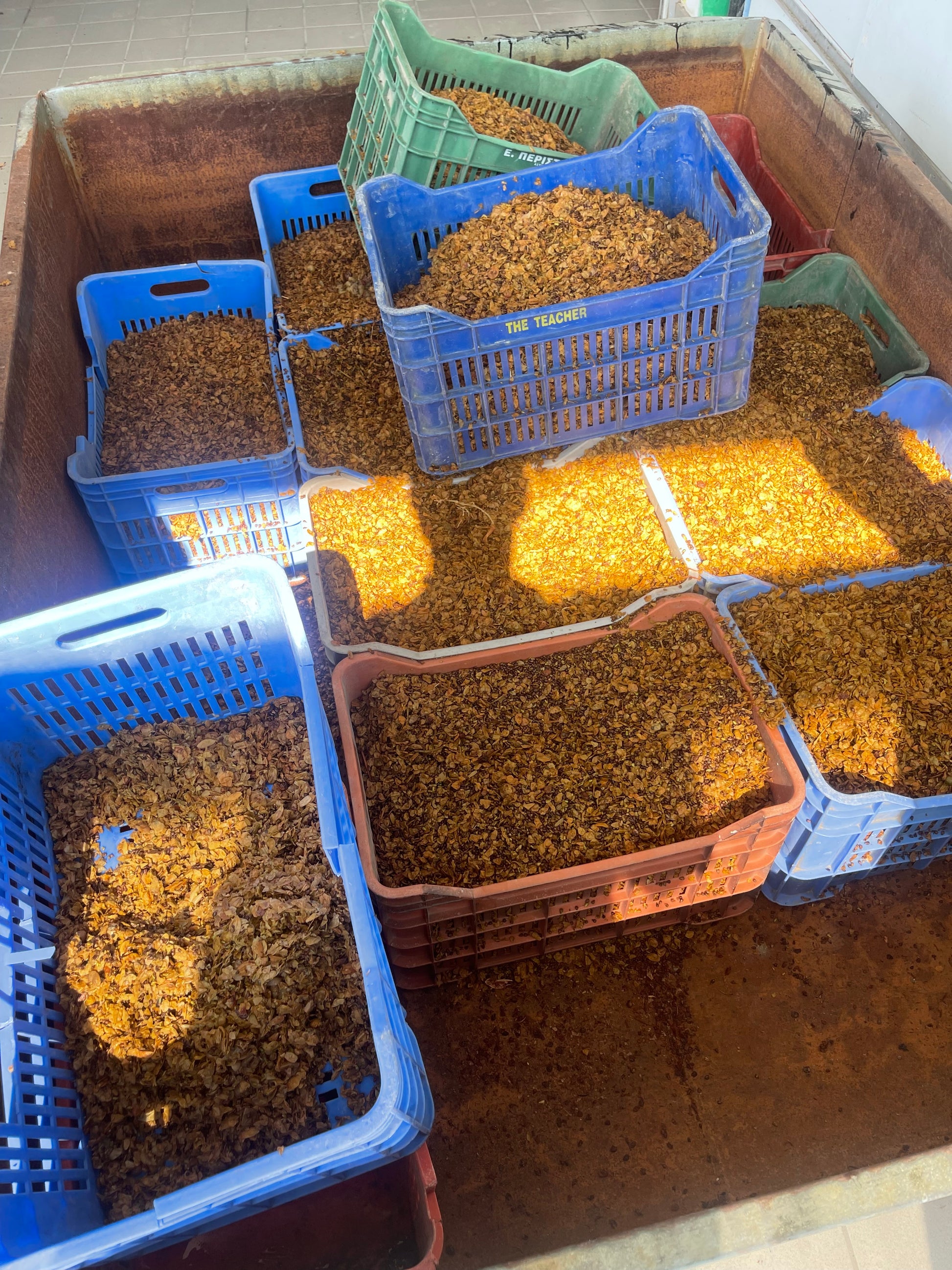 Plastic crates filled with a grapeseed