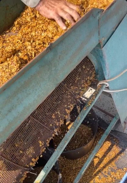 Sorting grapeseed from stems