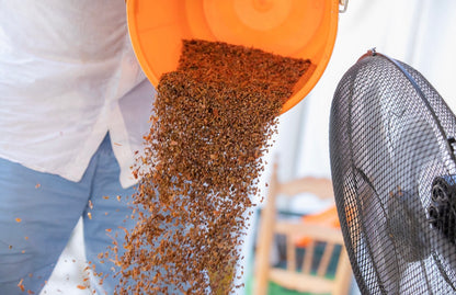 Person pouring a bag of seeds into an orange container with a fan in the background