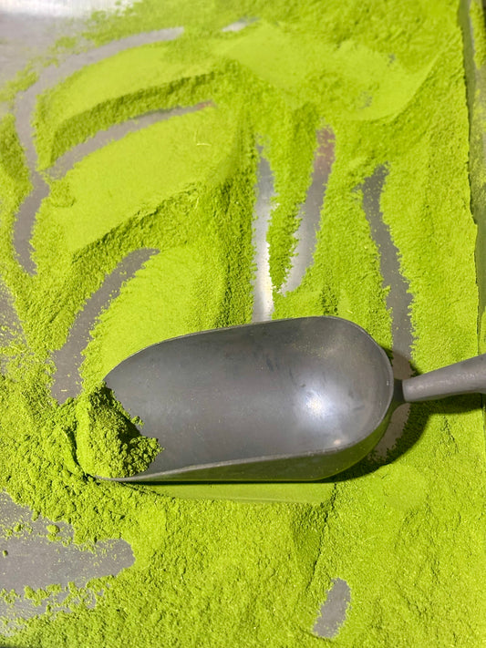 Bright Moringa leaf green powder from Paphos, cypru with a metal scoop resting on top.
