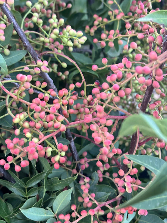Turpentine tree with berries