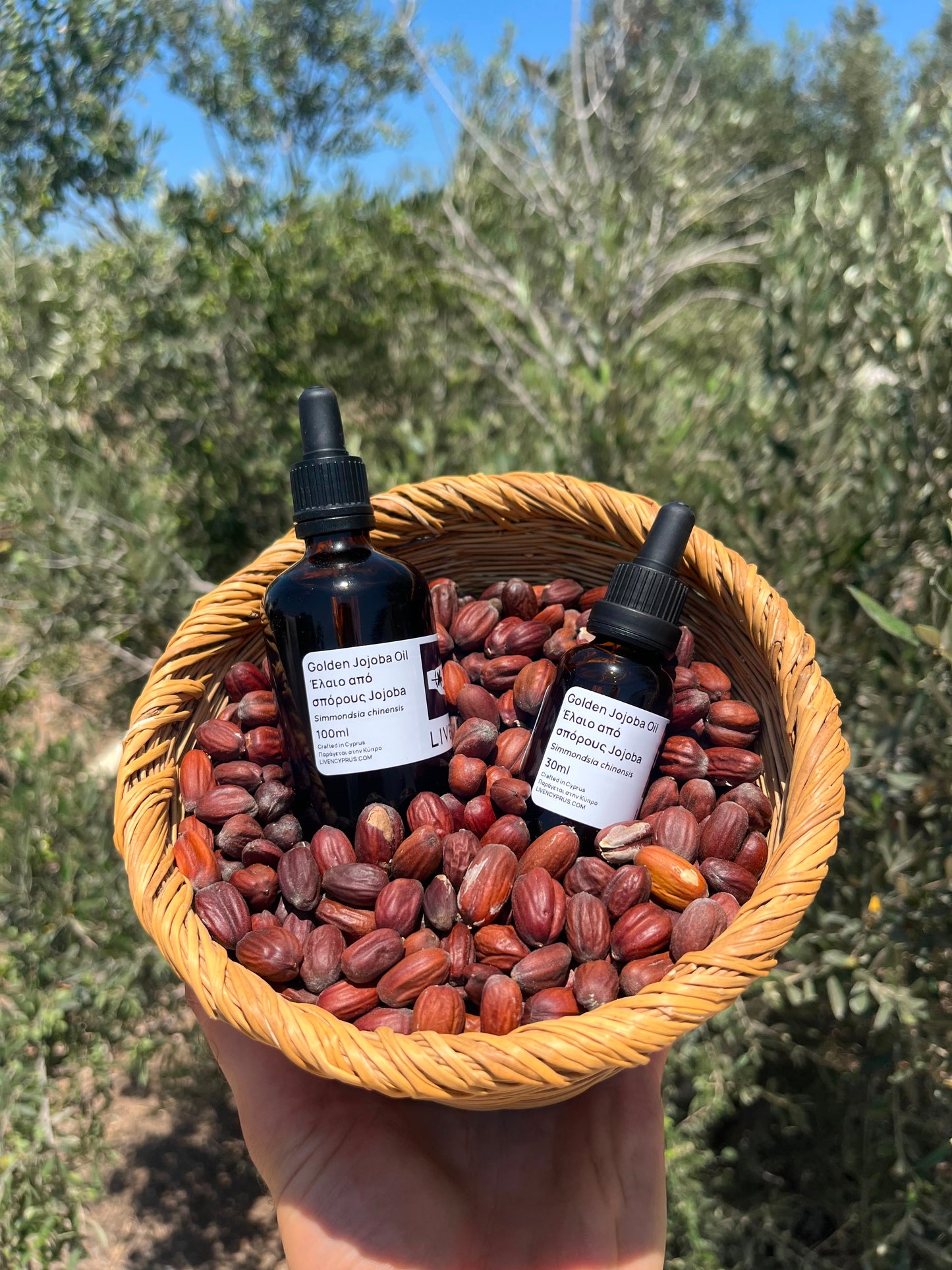 Two small amber dropper bottles labeled 'Golden Jojoba Oil'  sit in a woven basket filled with dried jojoba seeds, held up by a hand against an outdoor olive grove background.