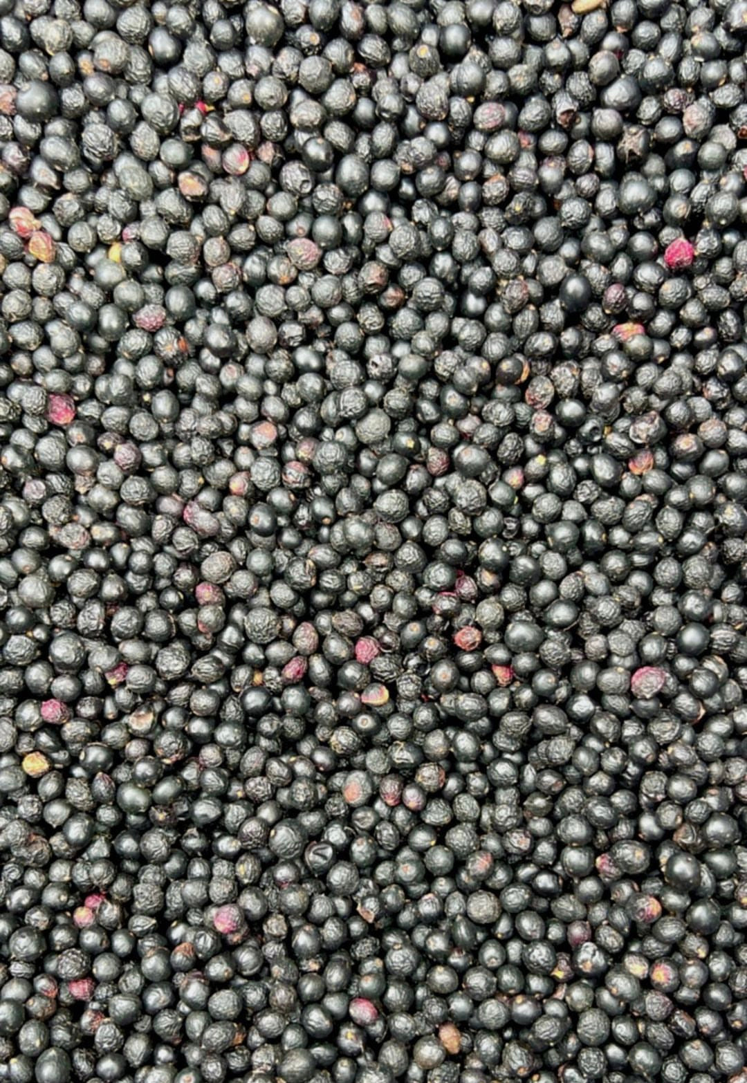 Schinos mastic berry lentisk seeds