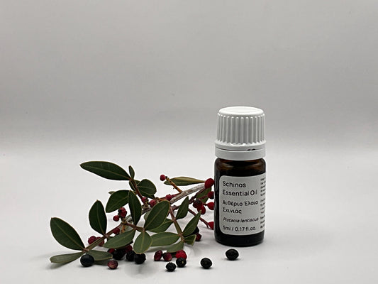 Mastic tree Essential oil bottle with leaves and berries