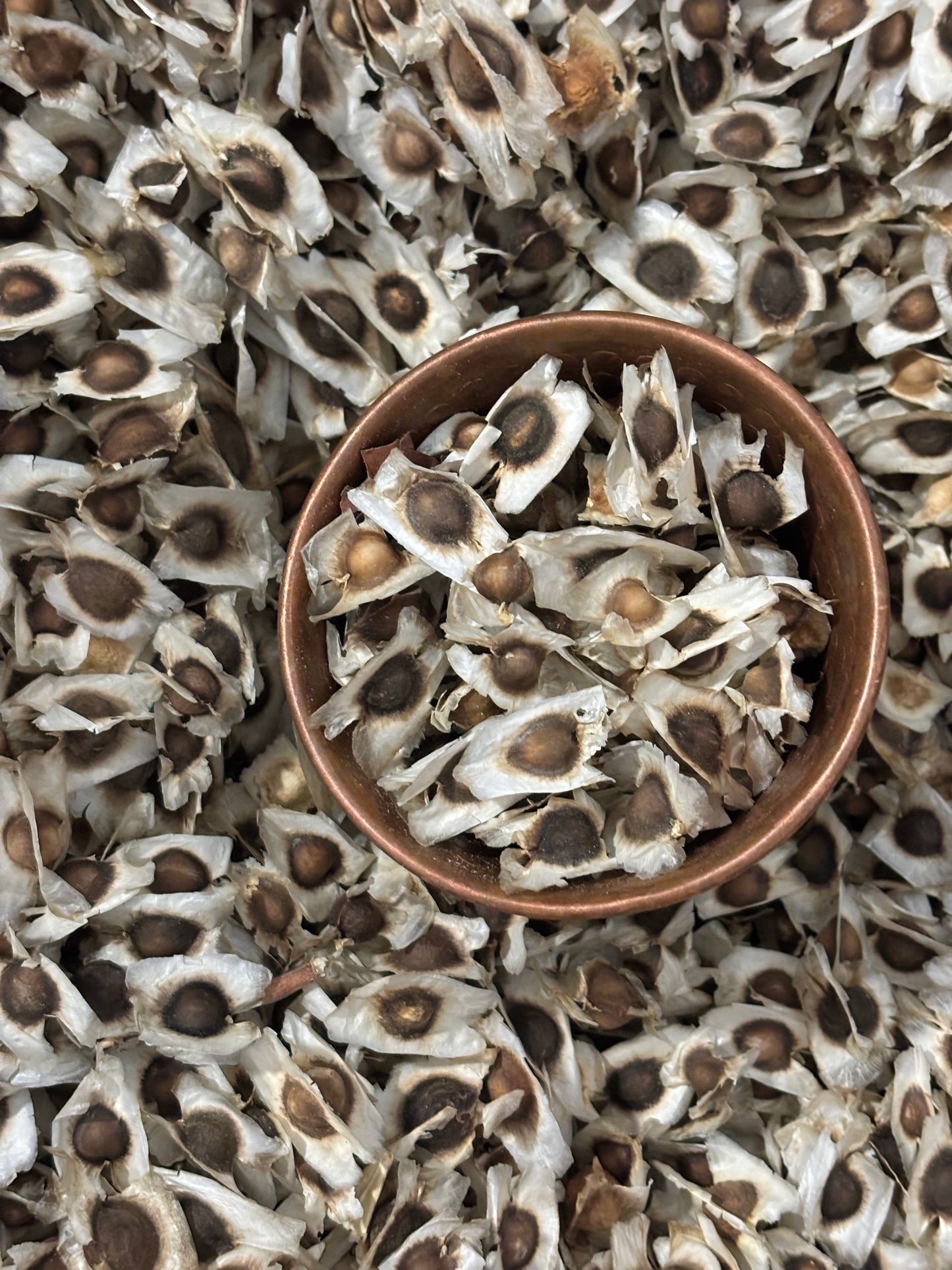 Cup filled with dried moringa seeds surrounded by more seeds on a textured background
