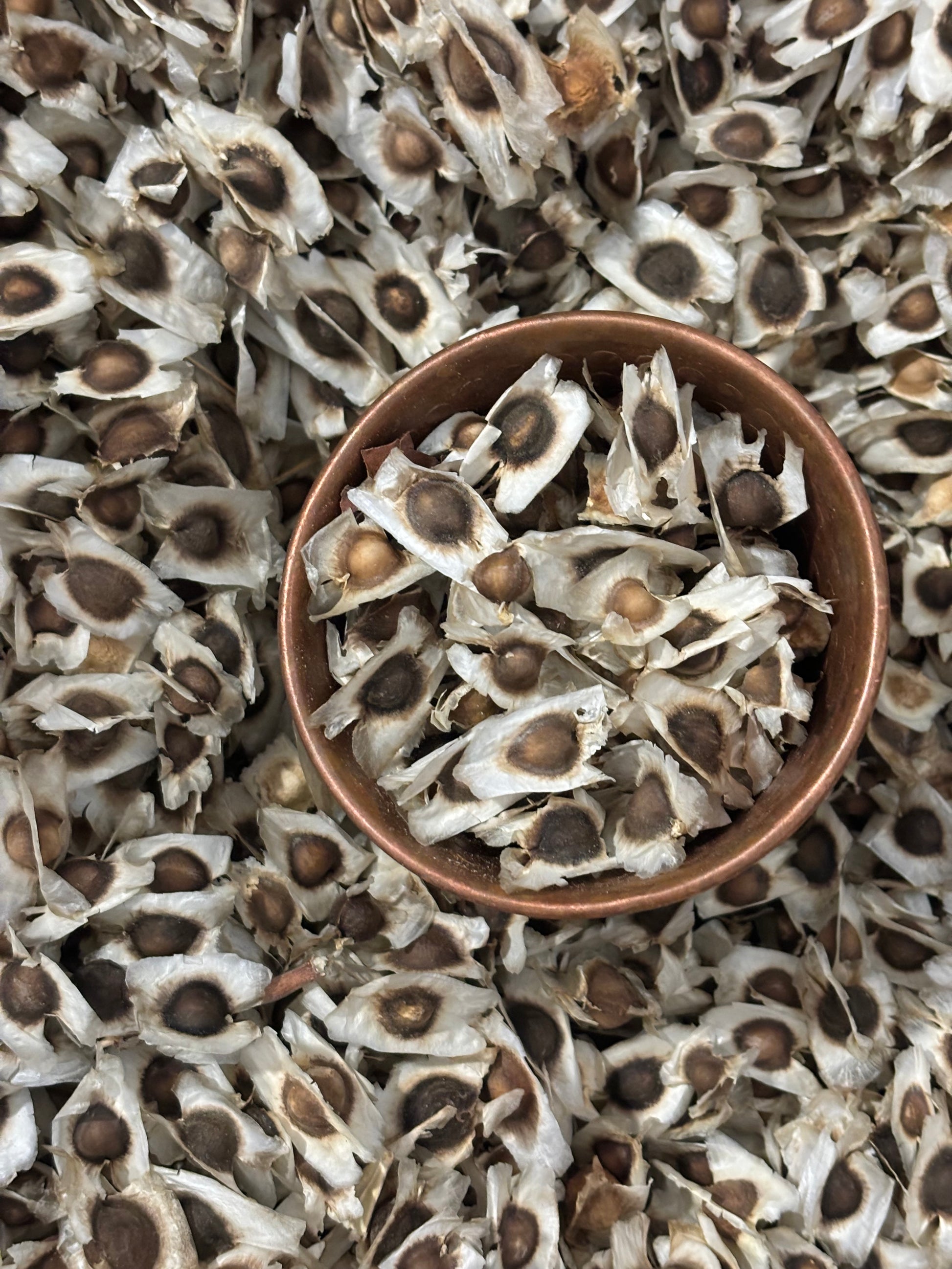 Cup filled with dried moringa seeds surrounded by more seeds on a textured background