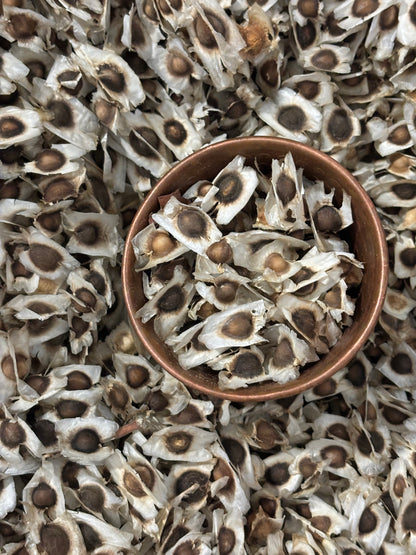 Cup filled with dried moringa seeds surrounded by more seeds on a textured background