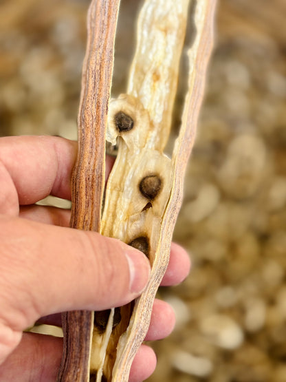 Hand holding a Moringa pod with seeds against a blurred natural background