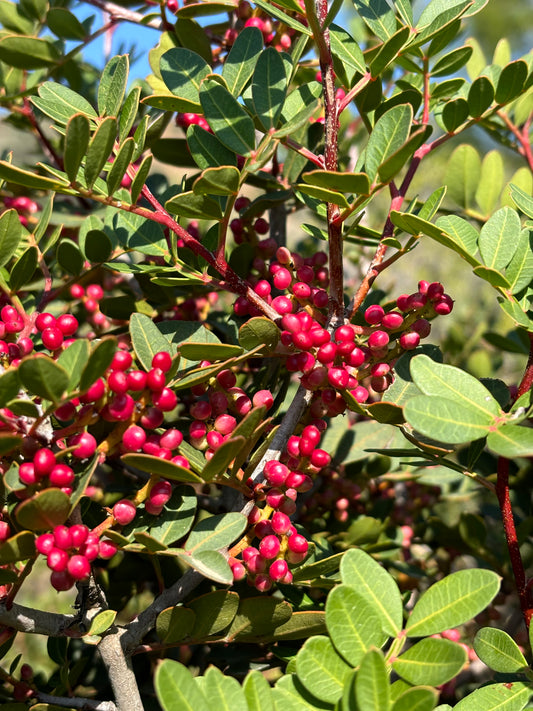 Mastic tree with berries Cyprus