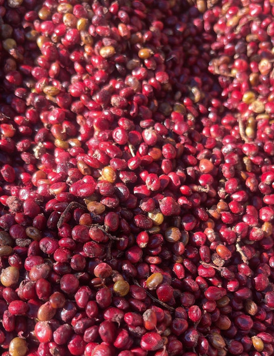 Close-up red sumac seeds