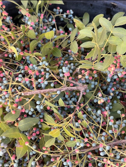 Ripe terebinth berries and branches for distillation