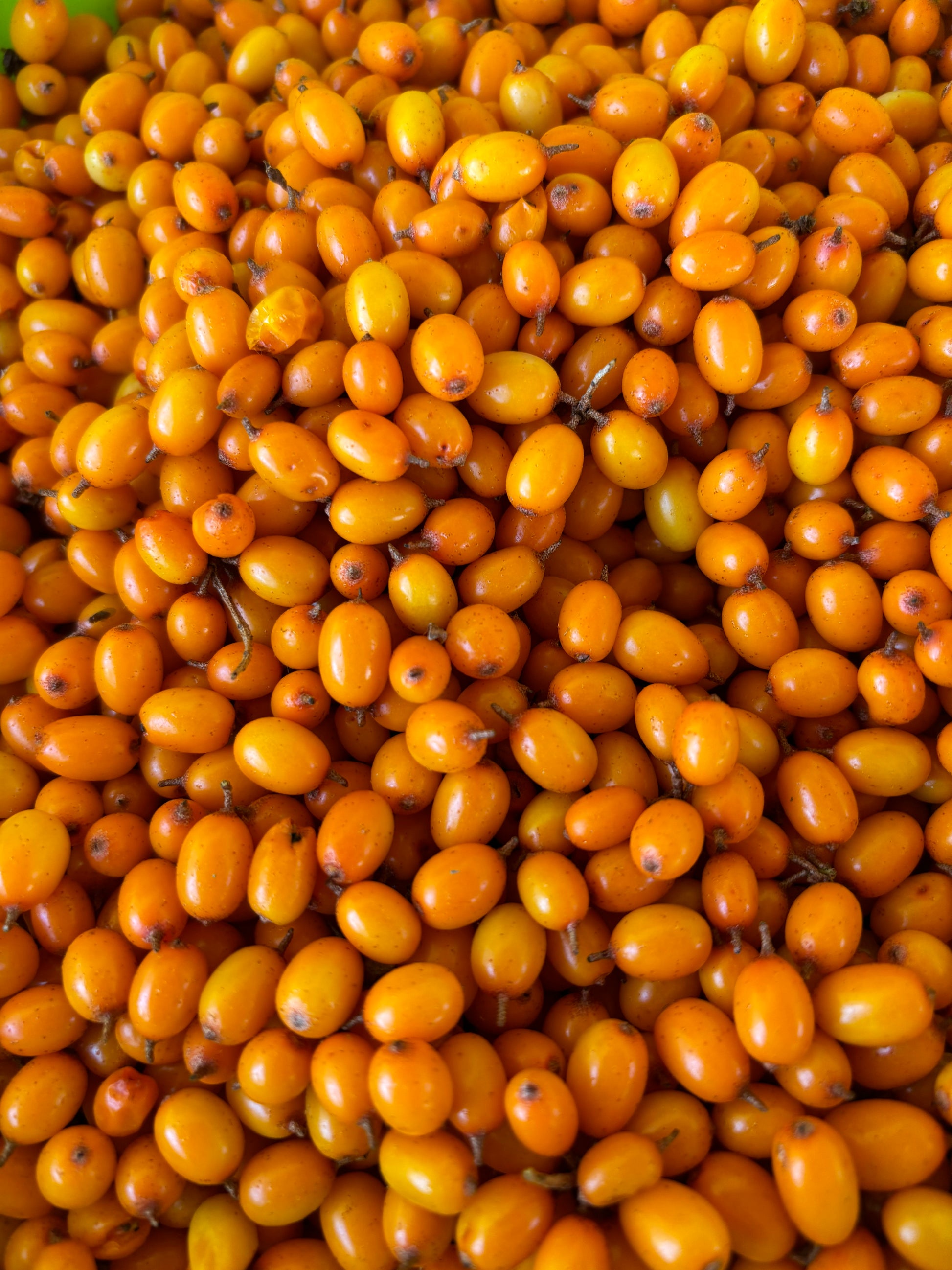 Fresh sea buckthorn berries