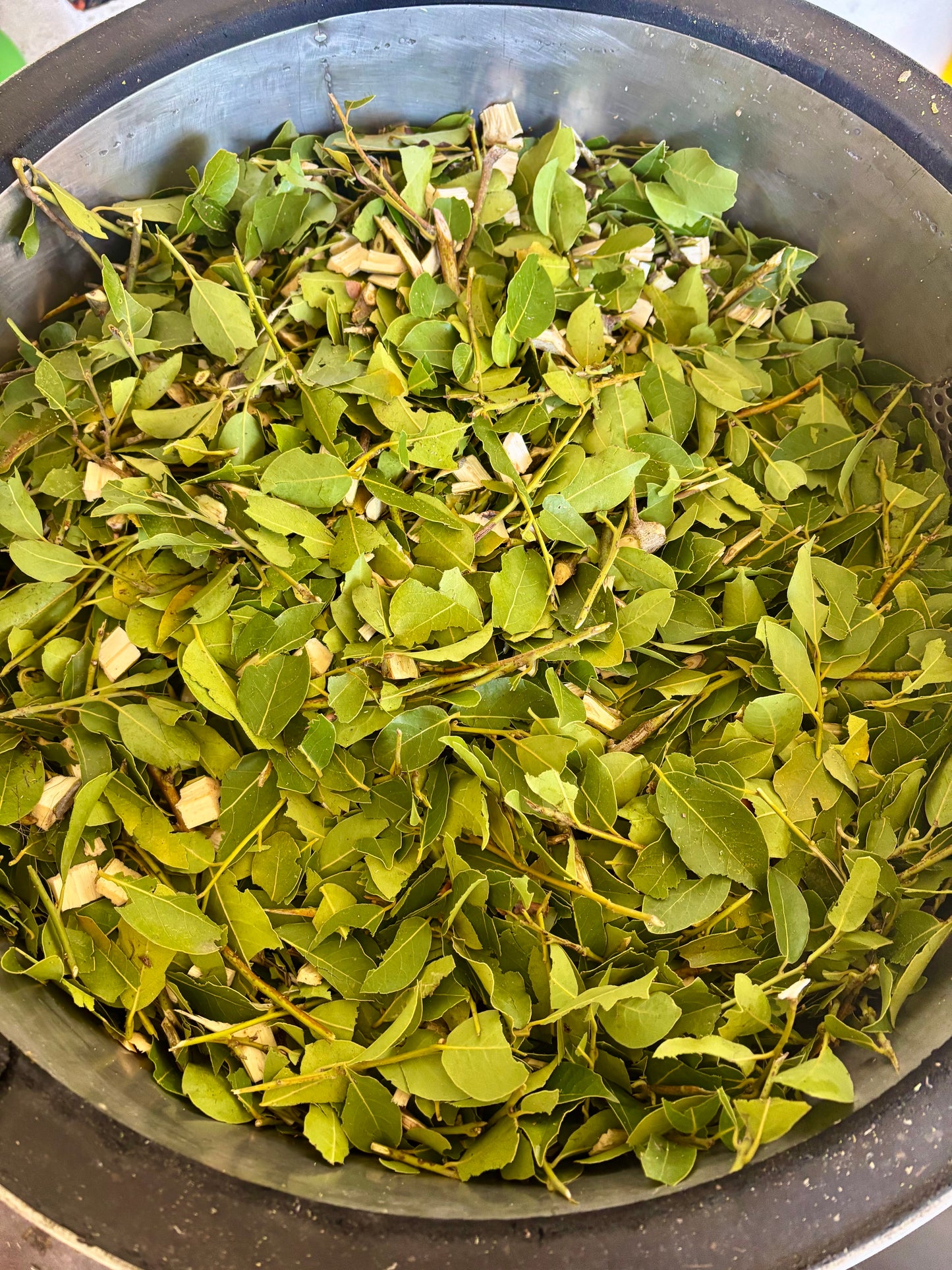 Distillation of bay laurel