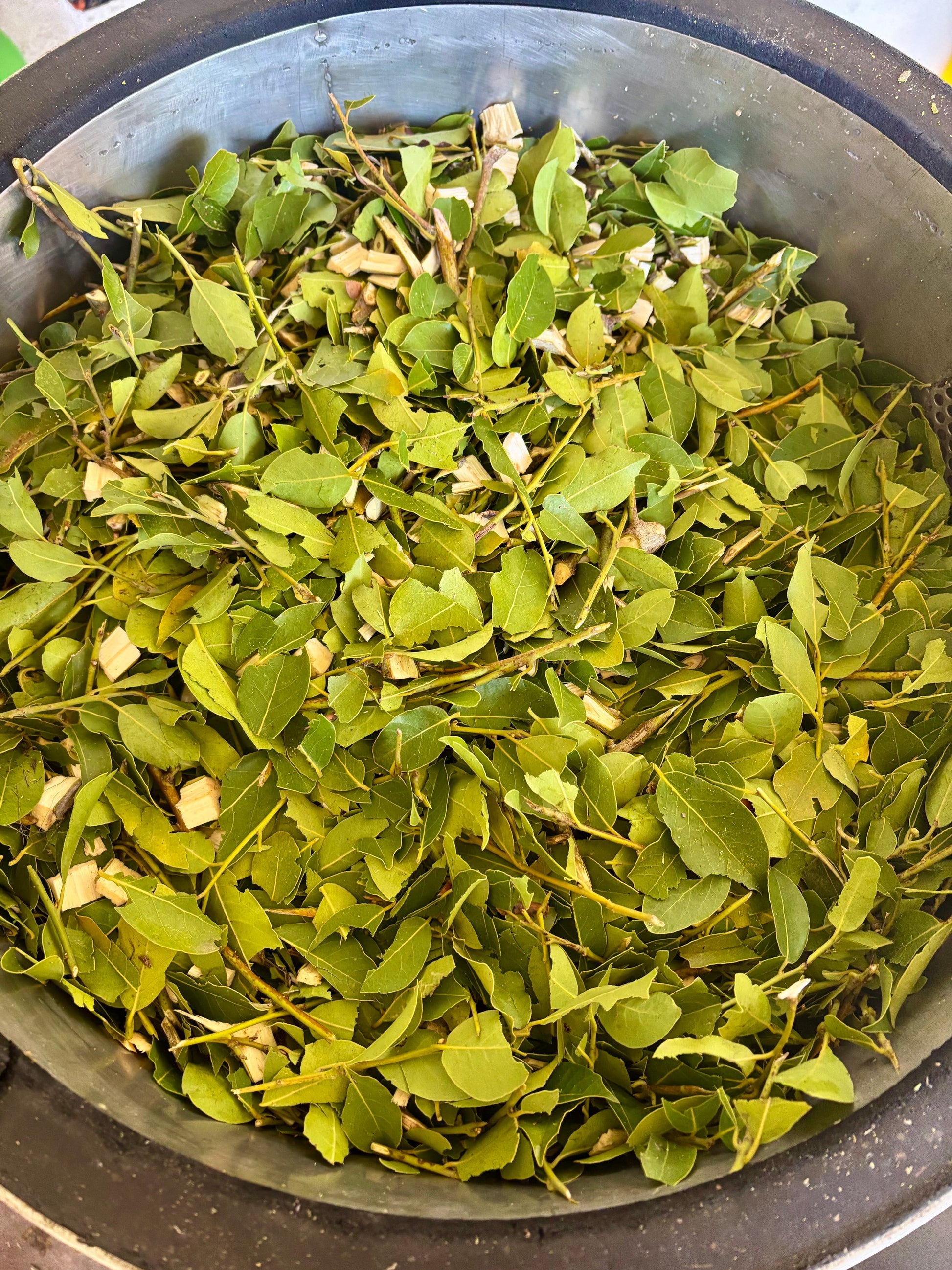 Distillation of bay laurel