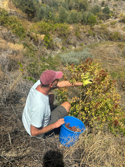 Person collecting sumac in a blue bucket on a hillside