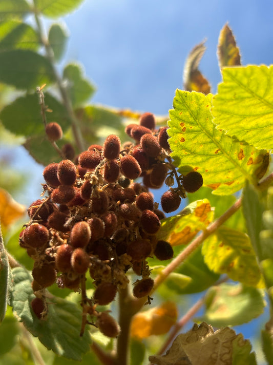 Close-up of sumac plant
