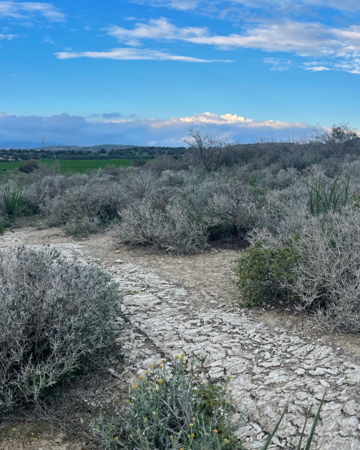 Dry, cracked earth with sparse thyme under a blue sky with clouds.