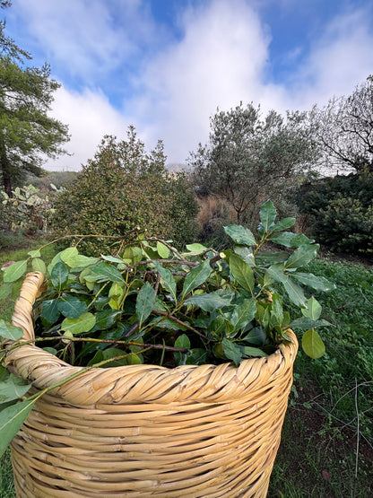 Using traditional Cypriot Reed basket to collect our fresh herbs, bay laurel for essential oil