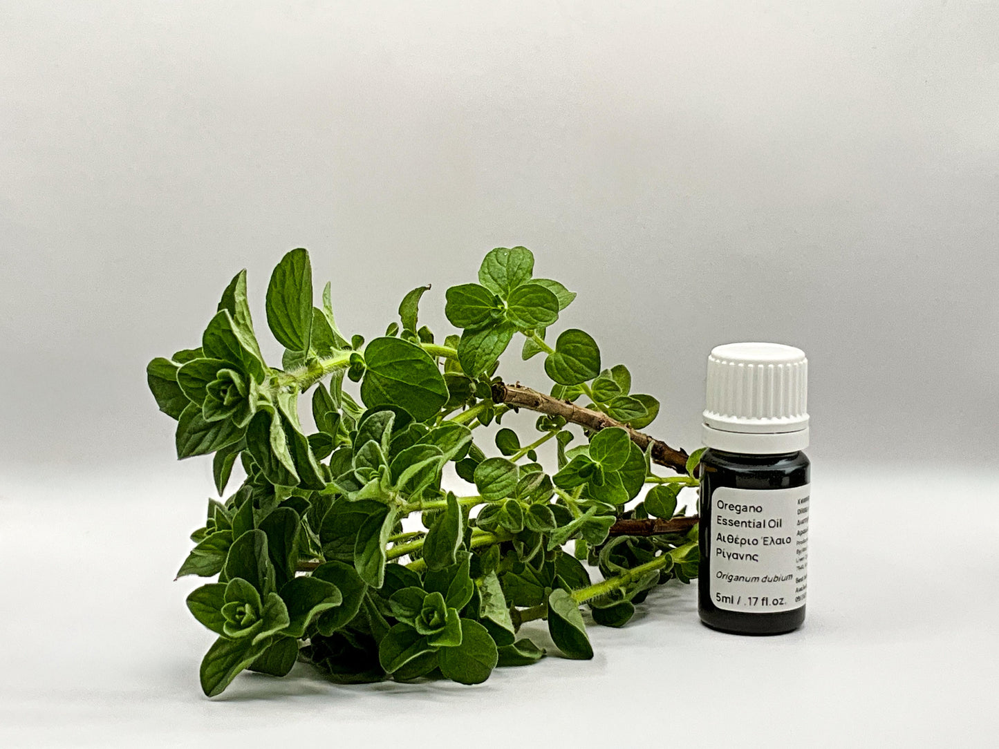 cyprus Oregano plant and essential oil
