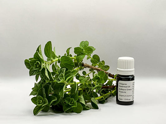 cyprus Oregano plant and essential oil
