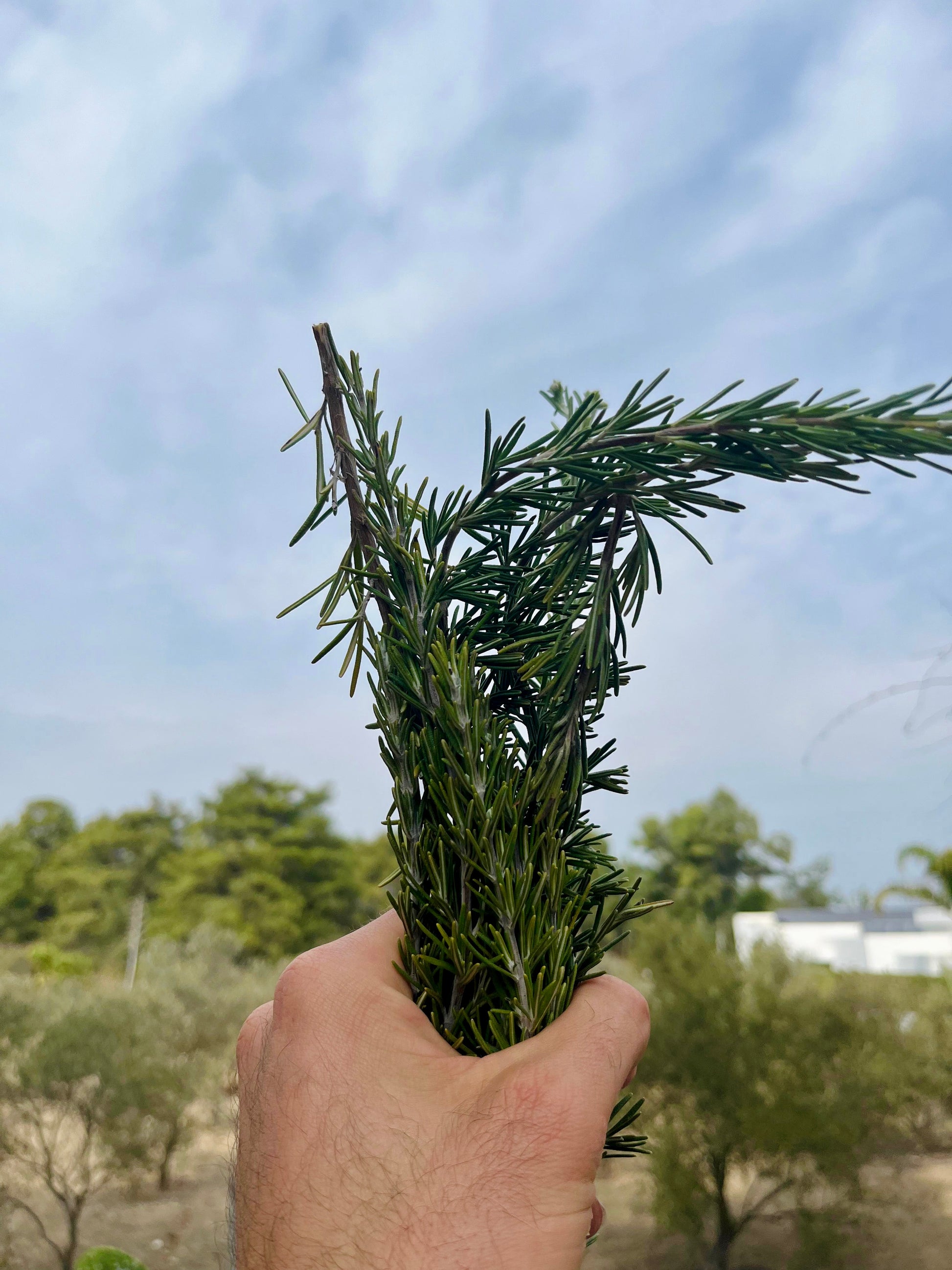 hand holding rosemary