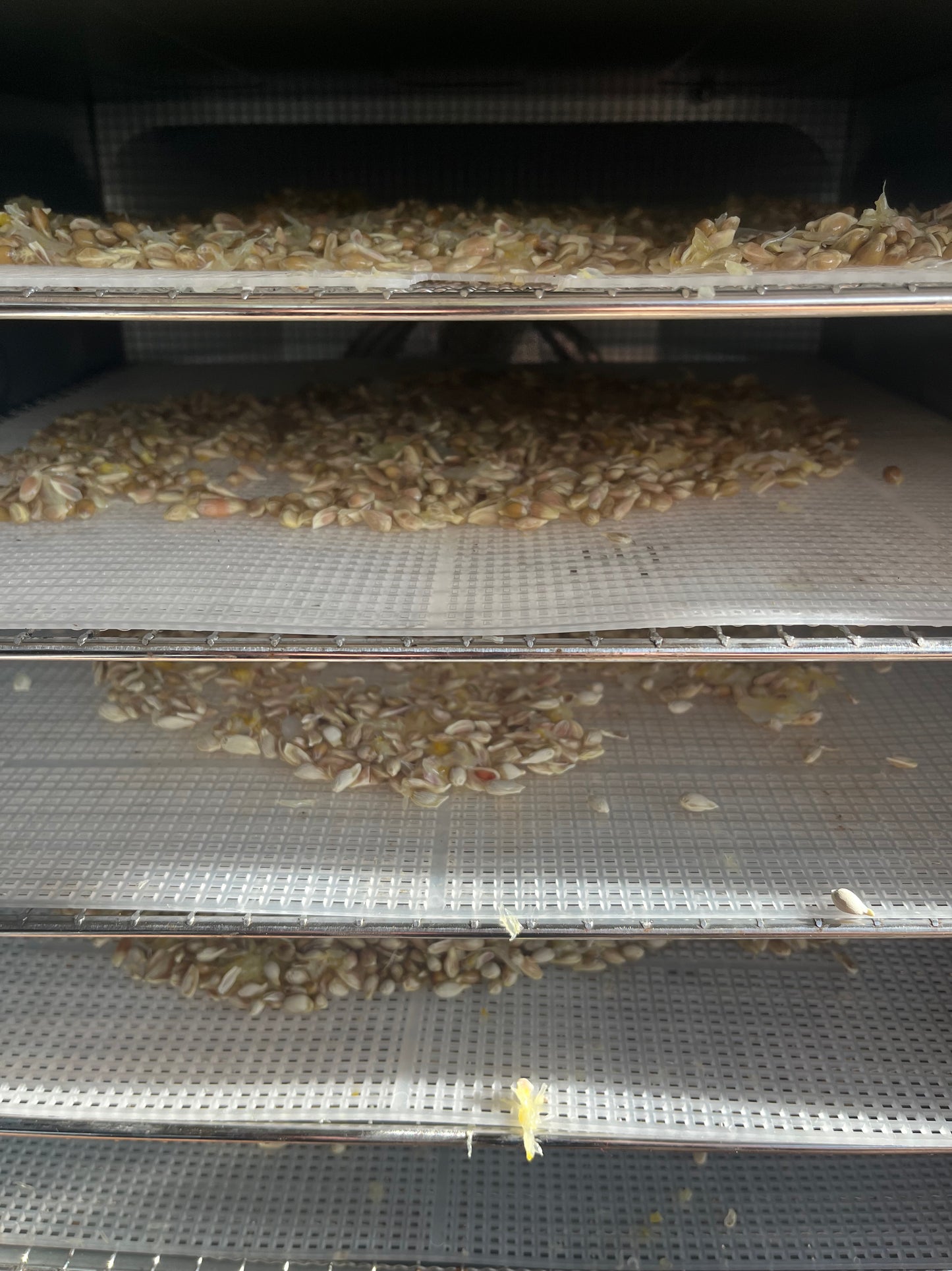 Citrus seeds drying in nets