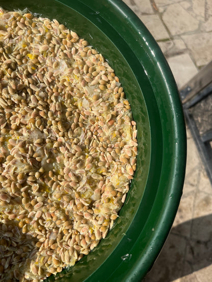 Green container filled with a mixture of citrus seeds