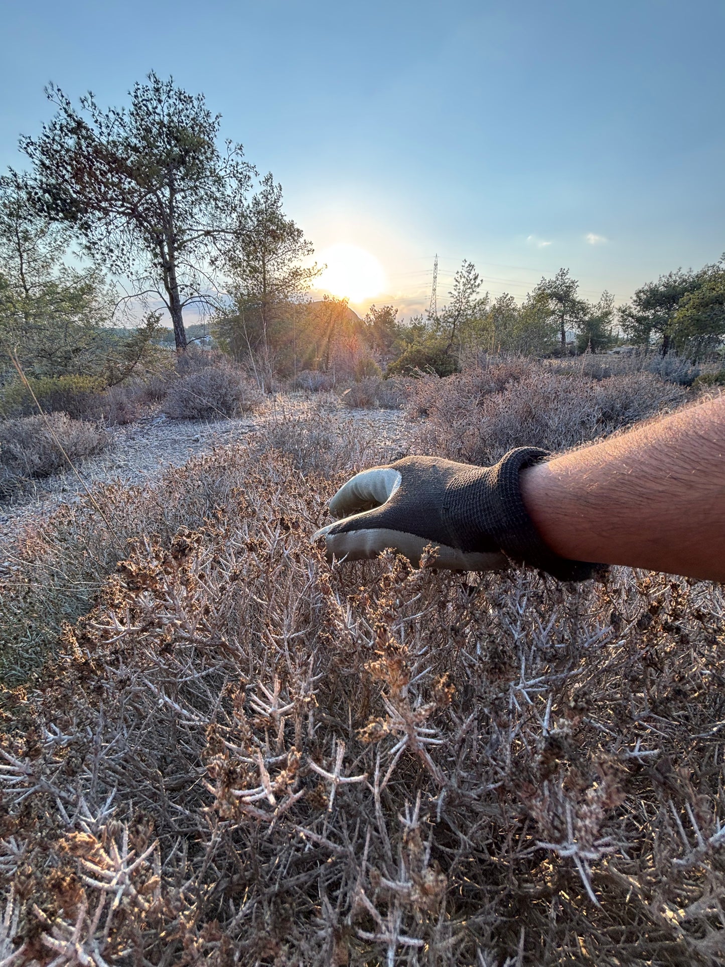 Collecting dry thyme Kornos cyprus