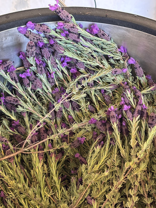 still full of cyprus lavender