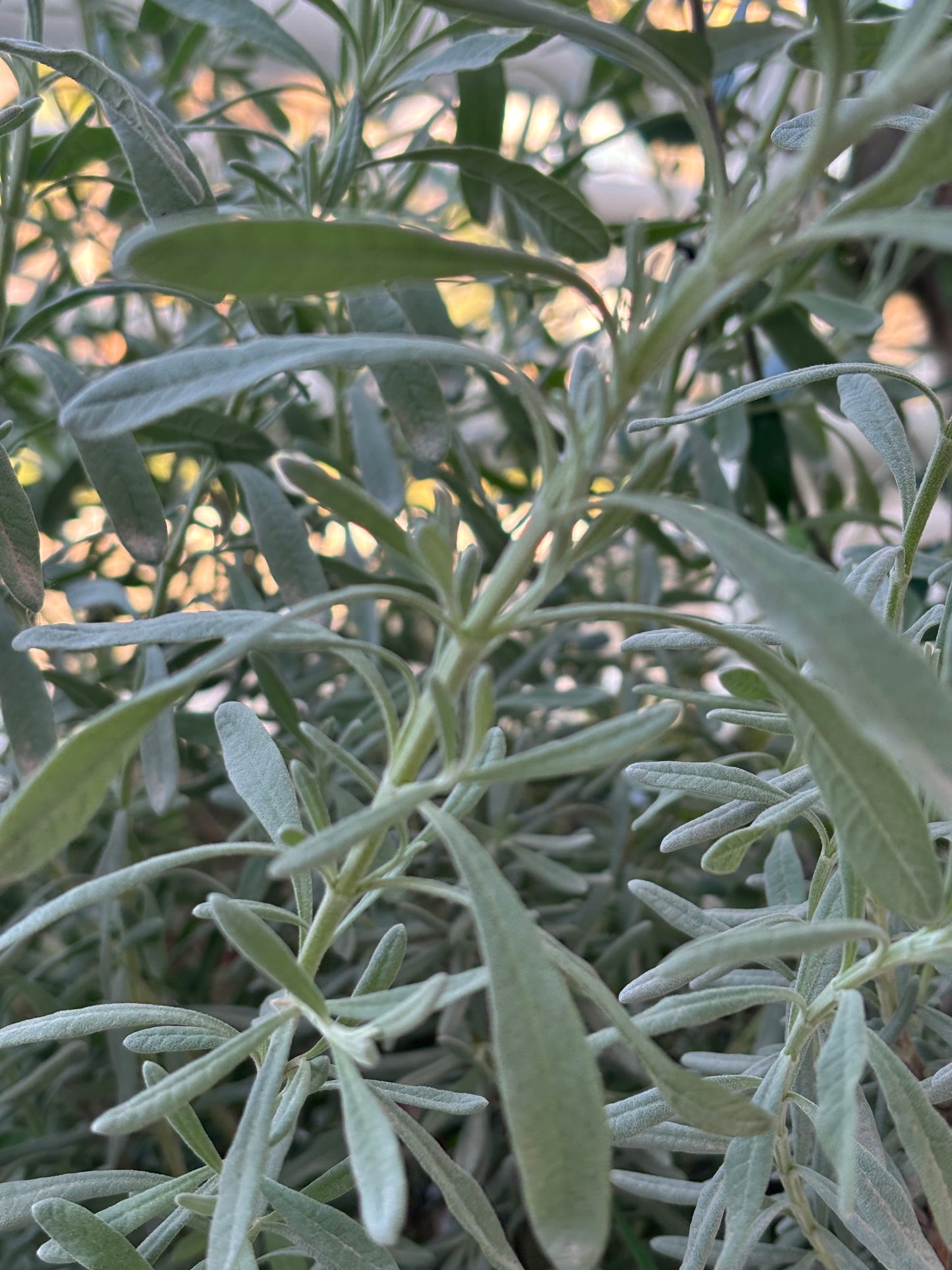 lavender leaves are high in eucalyptus