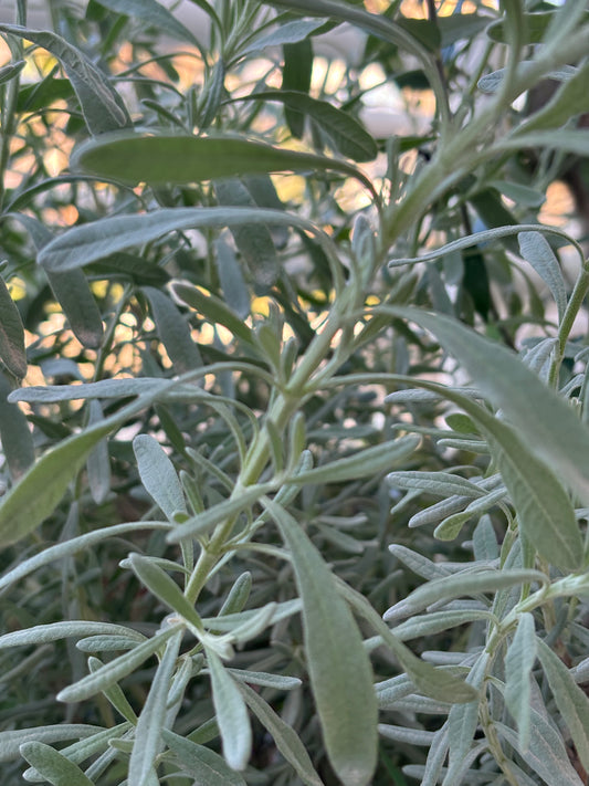 lavender leaves are high in eucalyptus