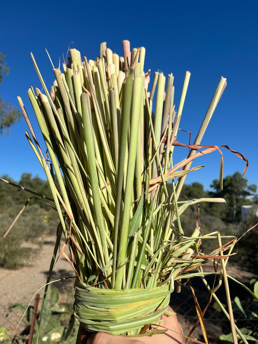 bunch of cyprus lemongrass in Paphos