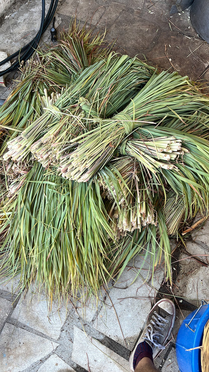 Bundles of green lemongrass for distillation