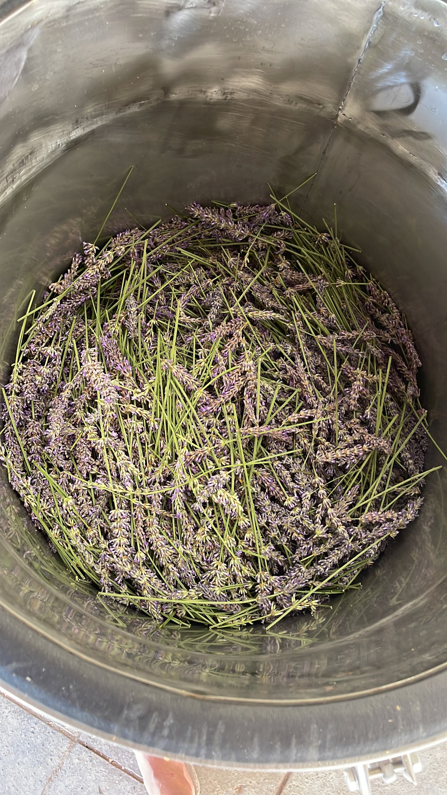 distillation of lavender essential oil cyprus