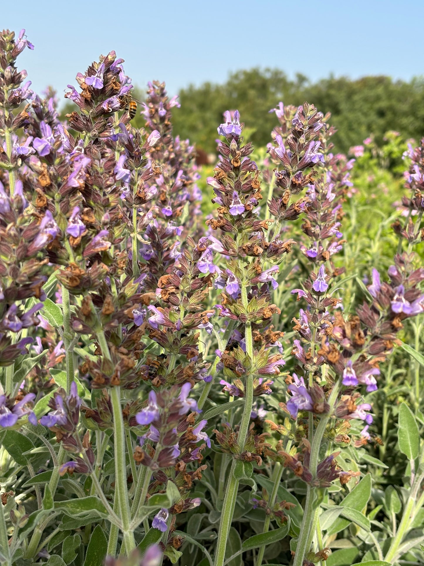 flowering sage in cyprus