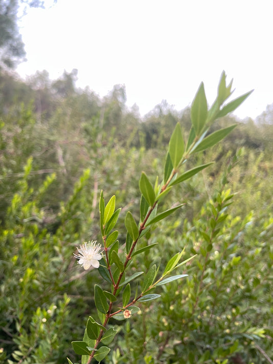 cyprus myrtle  in the wild
