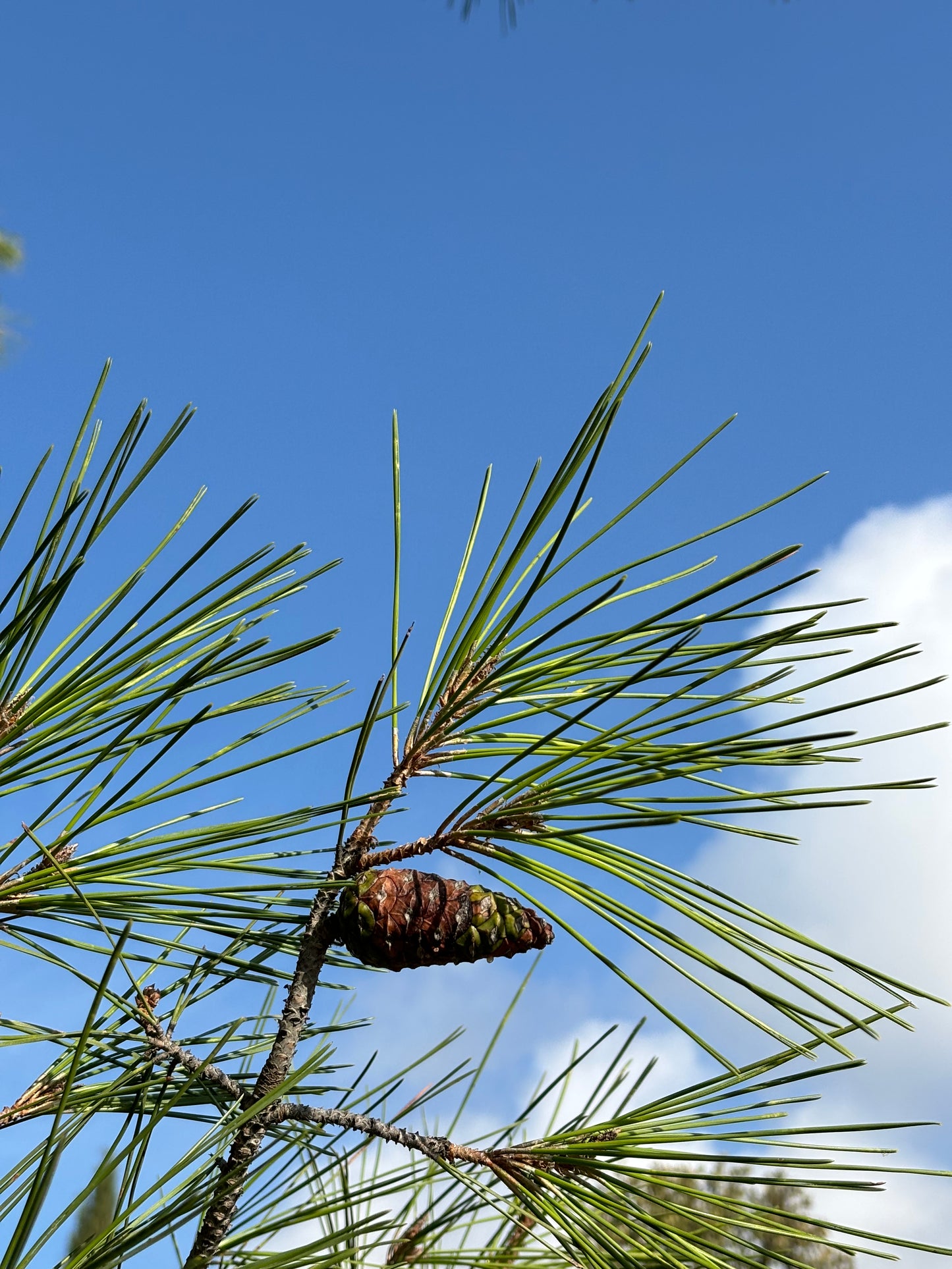 minus bruita pine in cyprus wilderness distillation
