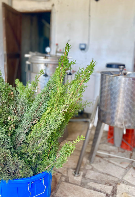 distillation of cypress in cyprus