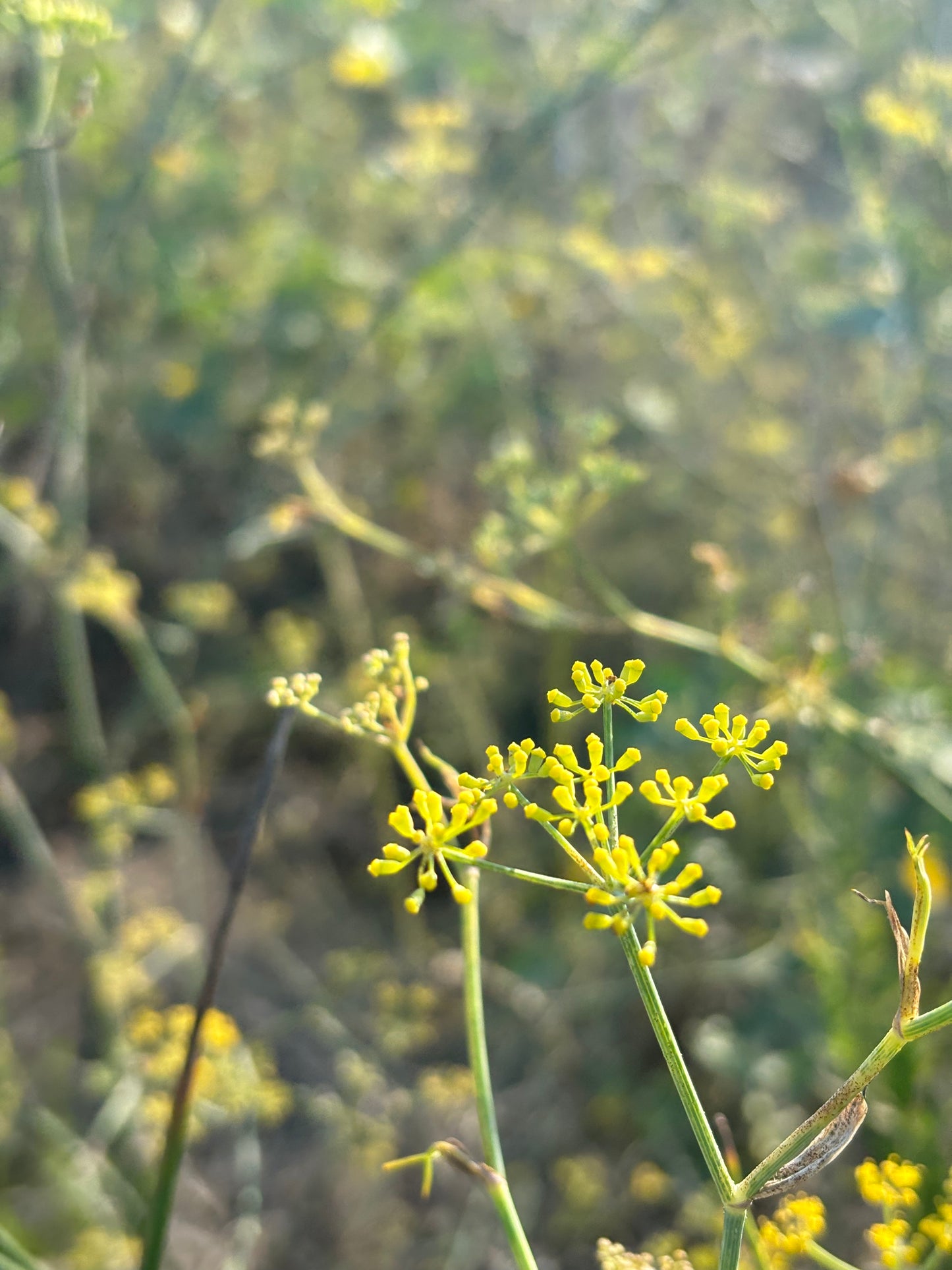 close-up fennel flowers cyprus