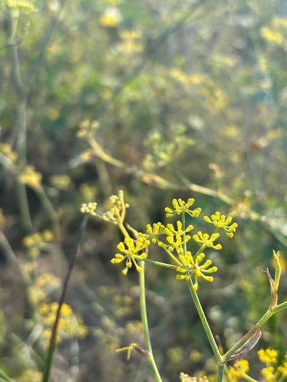 close-up fennel flowers cyprus