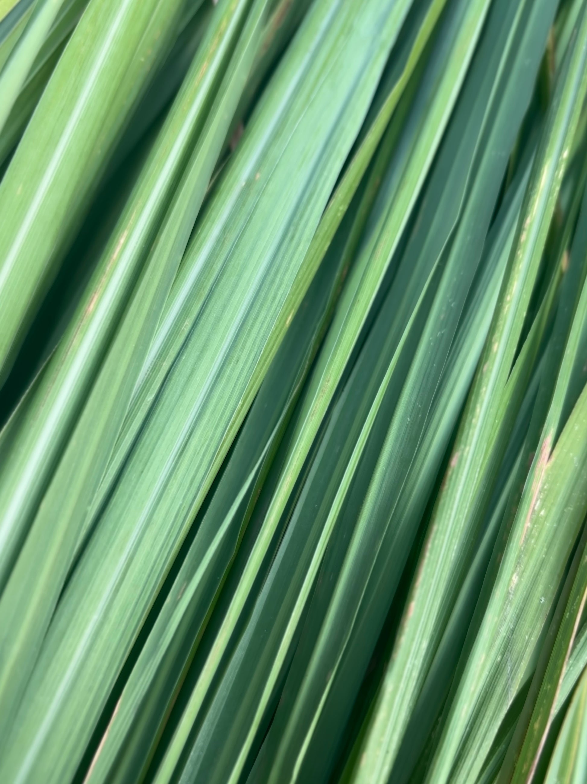 close up of lemongrass leaves cyprus essential oil