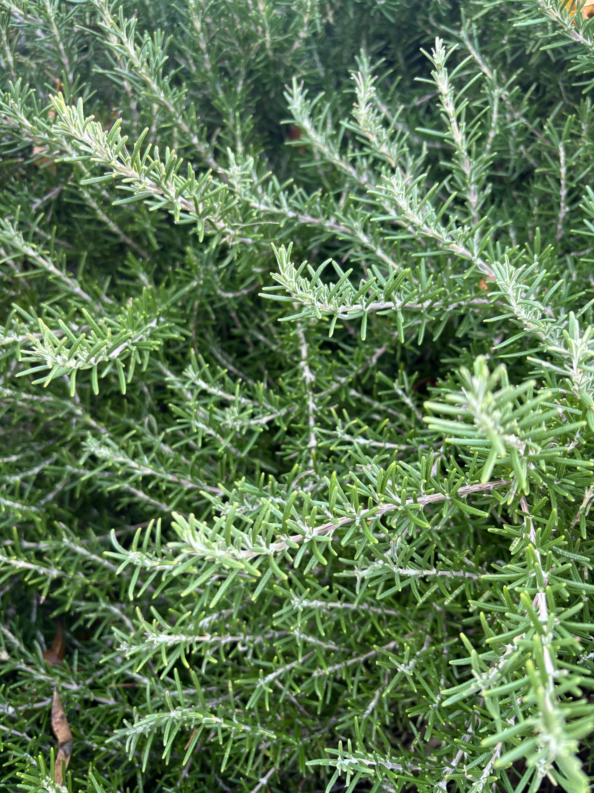 Close-up of green rosemary leaves