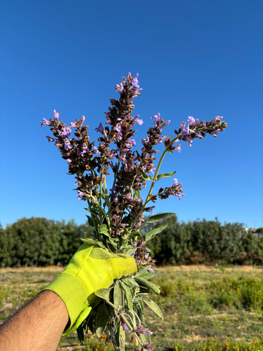 harvesting cyprus sage in the fields