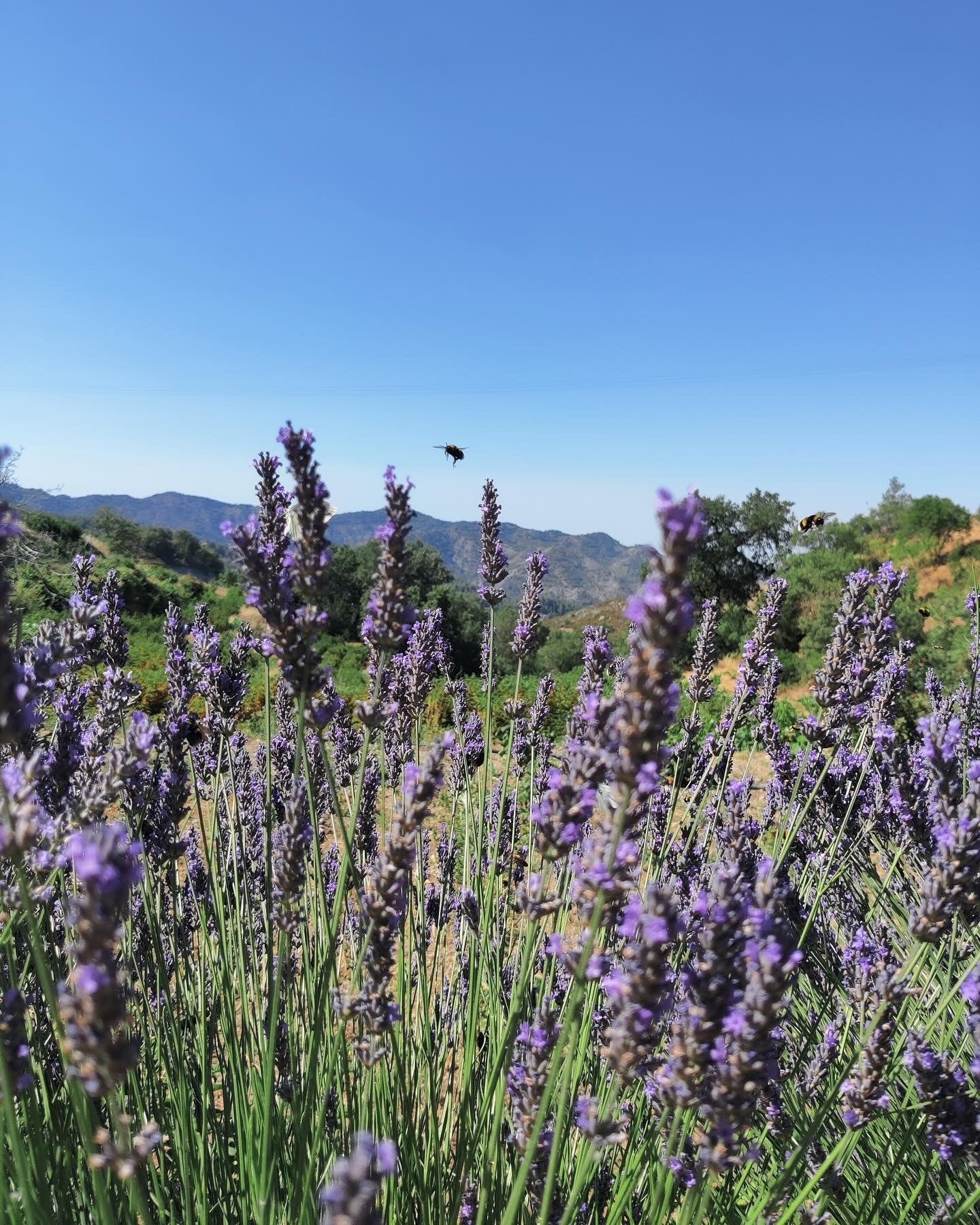 Lavender fields in troodos mountains