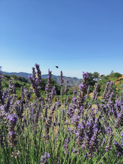 lavender flowers in triodes mountains purple for essential oil