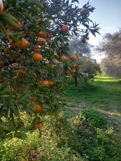 mandarin fields in larnaca district cyprus